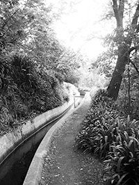 Levada auf Madeira